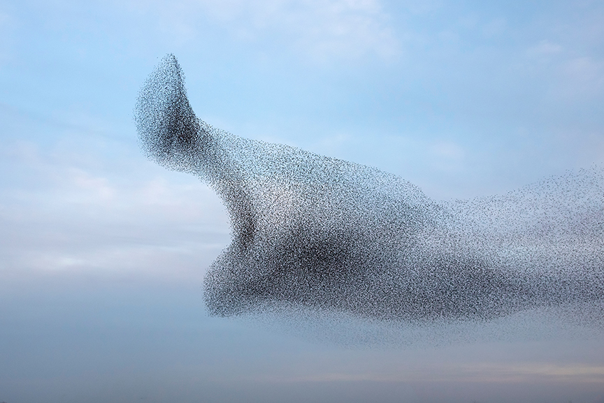 Large flock of starlings in the blue sky