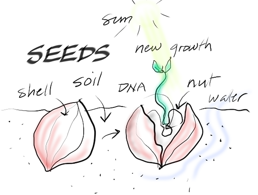 potm-seed-image
