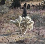 Cholla_2 - Returning from Joshua Tree